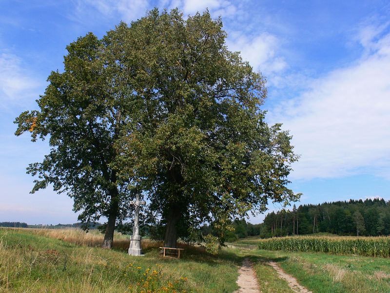 Muzeum esk Sibie, Arnotovice, pamtn strom, lpa malolist