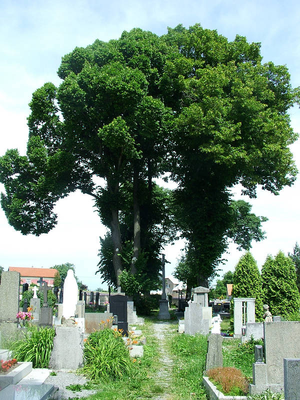 Muzeum esk Sibie, Arnotovice, pamtn strom, lpa malolist
