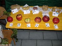 Za nejkrásnější jablko bylo zvoleno F od Kristýny Kolací.